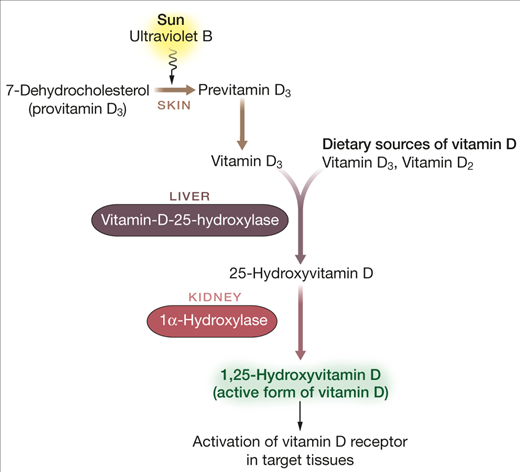 Metabolism of Vitamin D